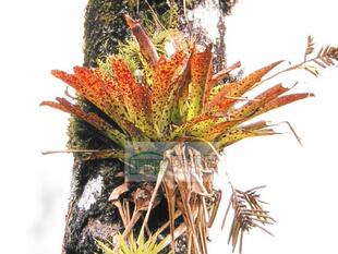 展示 空凤 Tillandsia venusta 