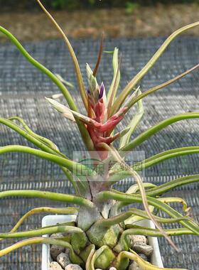 展示 空凤 T.'Showtime'(T.bulbosa x strephylla)章鱼X电卷