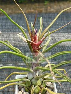 展示 空凤 T.'Showtime'(T.bulbosa x strephylla)章鱼X电卷