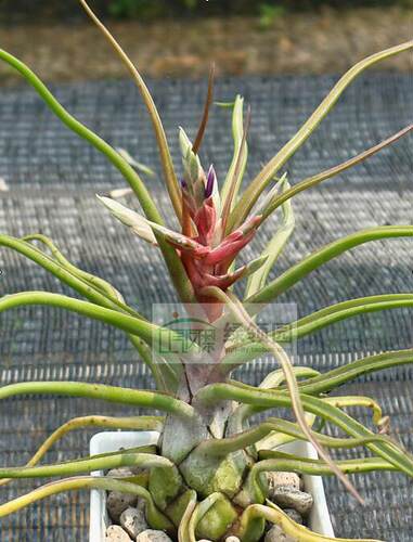 展示 空凤 T.'Showtime'(T.bulbosa x strephylla)章鱼X电卷