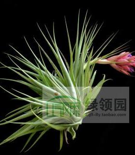 展示 空气凤梨 Tillandsia Geminiflora Hybrid 绿薄纱杂交