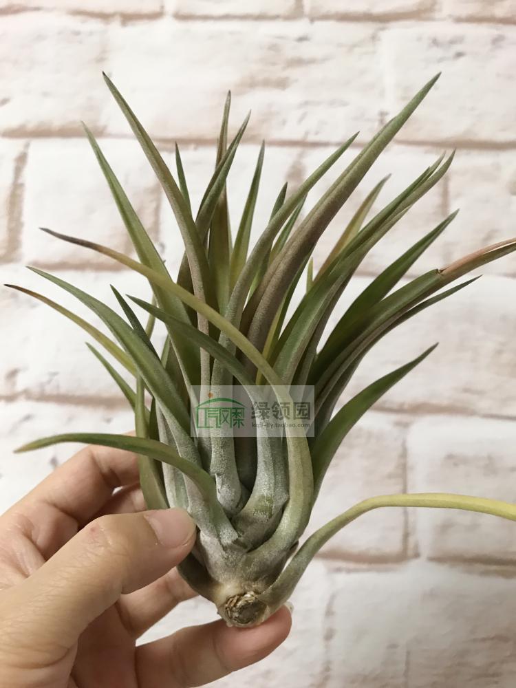 展示 空气凤梨 T.Brachycaulus var abdita贝克利阿比达变种