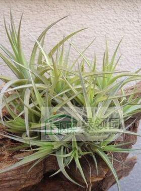 展示 空气凤梨 Tillandsia Aeranthos Bronze Clump铜色康乃馨