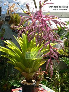 展示 空气凤梨 Tillandsia australis 大垂花品种 小