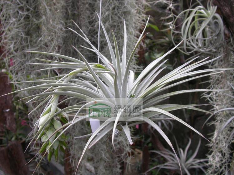 空气凤梨【展示】Tillandsia Pohliana XL'毛多国'(特大)