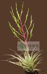 空气凤梨【展示】Tillandsia Utriculata Silver Form Large