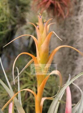 空气凤梨【展示】T. capitata  'Orange'卡比塔塔'橙色'