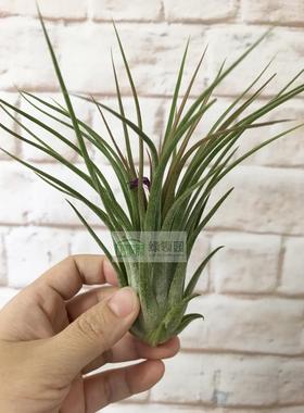 展示 空气凤梨 Tillandsia ionantha x delicata 杂交精灵x毛娃娃