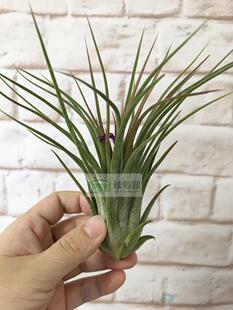 展示 空气凤梨 Tillandsia ionantha x delicata 杂交精灵x毛娃娃
