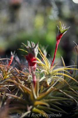 展示 空凤 鸟岩 Tillandsia latifolia v.latifolia 花梗芽型迷你