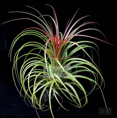 展示 空气凤梨 T.‘Crown Sapphire’ 罗兰×精灵实生苗