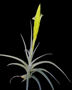 展示 空气凤梨 热带 Tillandsia lotteae 绿花品种 巨型裸体