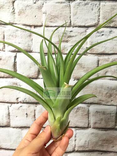 空气凤梨【展示】Tillandsia Strepto. X Roland-Goss.电卷罗兰