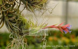 空气凤梨【展示】Tillandsia neglecta （雨林）忘记她