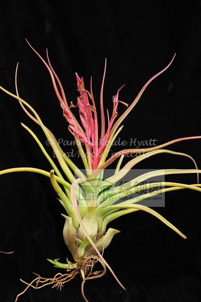 展示 空气凤梨 Tillandsia 'Showtime'鸟岩版电卷x章鱼