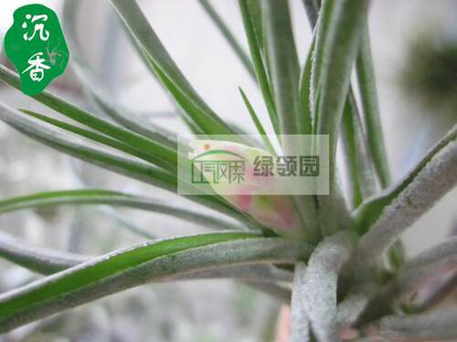 展示 空气凤梨 Tillandsia Stricta  Silver 银叶多国花