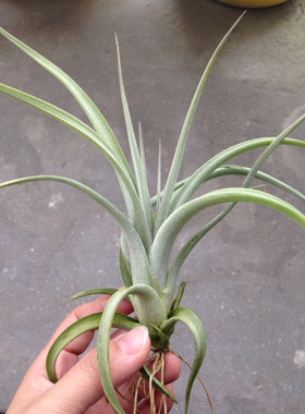 展示 空气凤梨 T.Concolor x Paucifolia 空可乐红女王