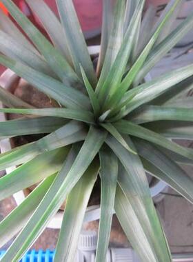 空气凤梨【展示】Tillandsia Fasciculata x concolor 大空可乐大