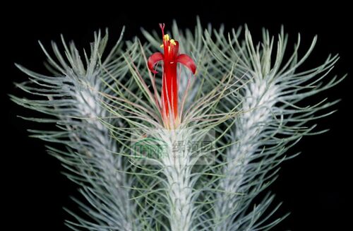 展示 空气凤梨 热带 Tillandsia funckiana 'Marron' 狐尾马龙