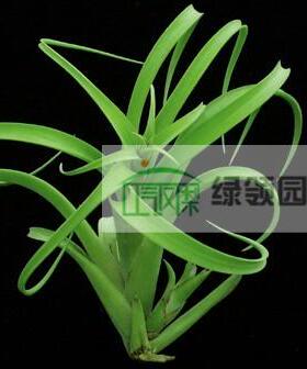 空气凤梨-展示-Tillandsia balbisiana  柳叶