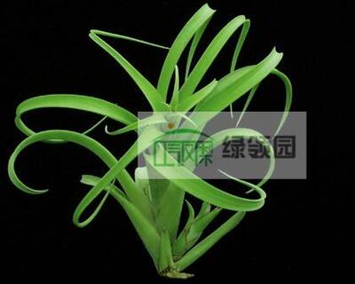 空气凤梨-展示-Tillandsia balbisiana  柳叶