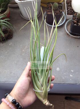 展示 空气凤梨 T.Amazing Grace( bulbosa X roseoscapa)