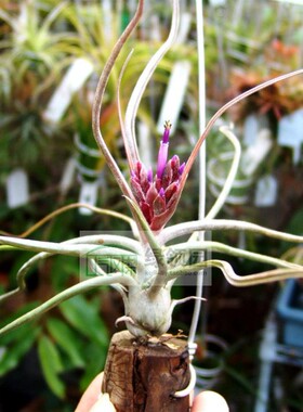 展示  空气凤梨 鸟岩 T.‘Holm's Firebird’杂交小电卷 x 章鱼