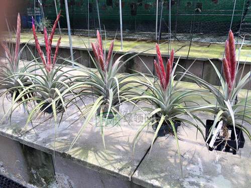 展示 空凤  鸟岩 Tillandsia Majestic 血统杂交 香槟×空可乐