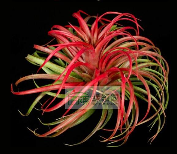 展示 空气凤梨  T. brachycaulos 'Giant Form' 变种巨型贝可利