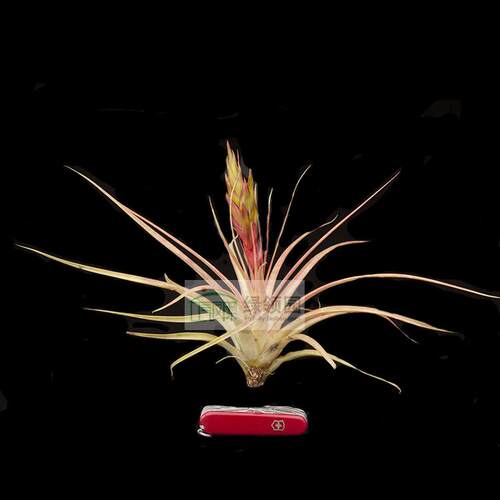 展示 空气凤梨 Tillandsia Rolling On 罗兰×空可乐（特大）