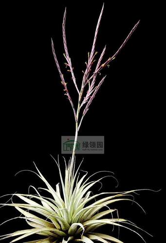 展示 空气凤梨 Tillandsia Cereicola 白金