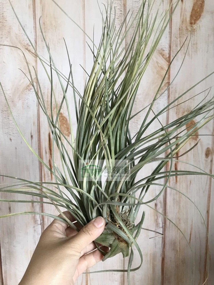 展示 空凤 Tillandsia Exserta x Fascic.Crested喷泉x费西缀化