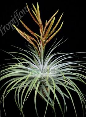 展示 空凤 热带 Tillandsia 'Kathy Knuth' 超壮观花苞-杂交品种