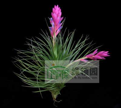 展示 空气凤梨 Tillandsia Stricta Gray Mist  灰色迷雾