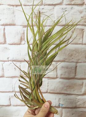 展示 空气凤梨 T. Latifolia Tall Star 变种'高星'