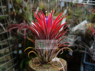 展示 空气凤梨 鸟岩 Tillandsia 'Apretado'鸟岩版 AP精灵 大号