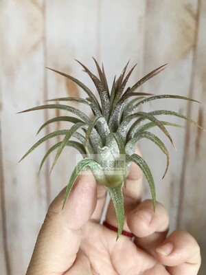 展示 空气凤梨 Tillandsia Ionantha Mexico 墨西哥精灵