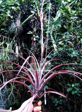 展示 空凤 热带 T. 'Cherry Cordial' 整年发色杂交 多名戈x火箭