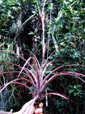 展示 空凤 热带 T. 'Cherry Cordial' 整年发色杂交 多名戈x火箭