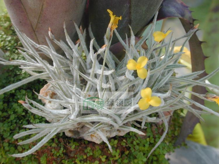 展示 空气凤梨 Tillandsia Crocta Clump-fragrant香花卡卡他群生