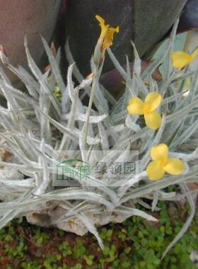 展示 空气凤梨 Tillandsia Crocta Clump-fragrant香花卡卡他群生