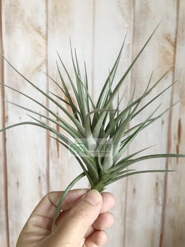 展示 空气凤梨 Tillandsia Stricta Purple Star 多国紫星