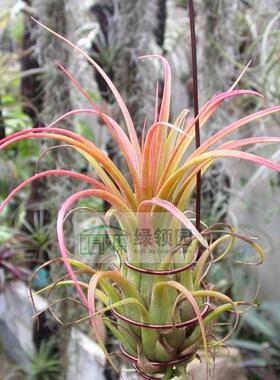 空气凤梨【展示】T.Amazing(strephylla X ionantha Fuego)