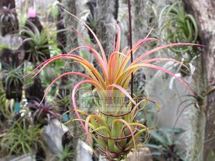 空气凤梨【展示】T.Amazing(strephylla X ionantha Fuego)
