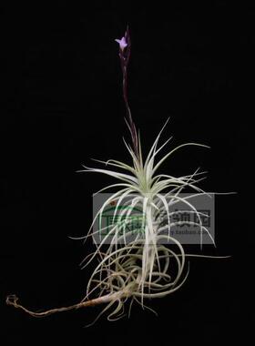 展示 空气凤梨 Tillandsia paleacea x tectorum 粗糠x鸡毛掸子