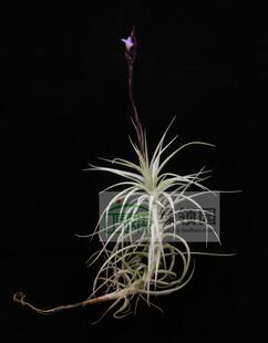 展示 空气凤梨 Tillandsia paleacea x tectorum 粗糠x鸡毛掸子