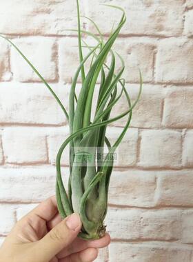 展示 空气凤梨 Tillandsia Caput x Concolor 美杜莎X空可乐