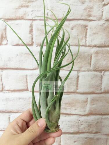 展示 空气凤梨 Tillandsia Caput x Concolor 美杜莎X空可乐