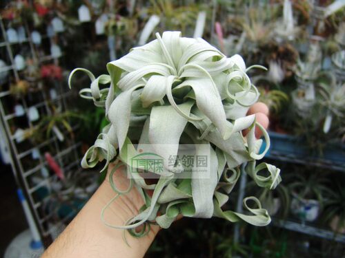展示 空气凤梨 鸟岩 Tillandsia Strephylla 鸟岩电卷
