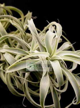 空气凤梨【展示】T.Cacticola x Purpurea 仙人掌×沙漠之星